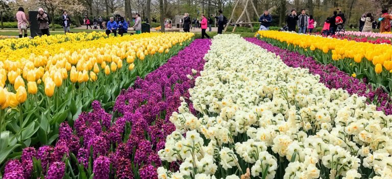 Easter at the Keukenhof 